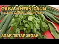 Cara simpan Daun ( Seledri, Bawang \u0026 Bawang Preh) Agar tetap awet Kesegarannya