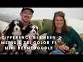 What Is the Difference Between a Merle Tri F1 Mini Bernedoodle Puppy