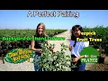 EzPick Trees Backyard Orchard Culture with Dave Wilson Nursery and Frantz Nursery