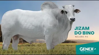 JIZAM DO BINO - TOURO NELORE PO