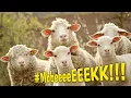 Download Lagu Suara Domba | Sheep Sound Effect Videos | SFX