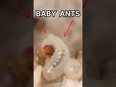 Baby Ants Eating!!🤯