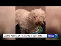 Lee the poodle on his way to a new home