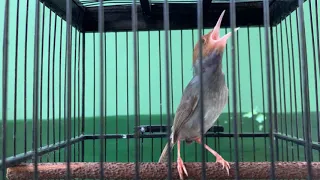 prenjak ngalun keras panjang durasi asli 20menit tanpa putus siphone buat masteran masuk