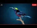 Download Lagu Suara Burung yang Indah | Kolibri | Alam yang Menakjubkan | Suasana yang Meredakan Stres \u0026 Penyembuhan