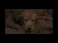 Download Lagu homeward bound the incredible journey chance convinces shadow ￼