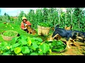 Download Lagu Harvest Vegetables for a Delicious Meal | Selling Fresh Pennywort at the Market
