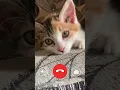 Download Lagu Kurang ajar ni babu, di telepon malah ga aktif😡 #kucinglucu #kucing #kucinggemoy #shortvideo