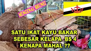 mengenal brunei kayu bakar pohon bakau