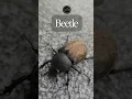 Download Lagu KUMBANG / Beetle #duniasatwa #insectslovers #insect #kumbang