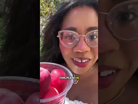 Harvesting Natal Plums!