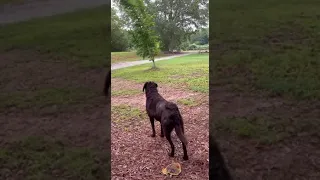 Buster does this every morning…