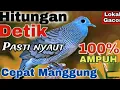 Download Lagu Suara Burung Perkutut Lokal Alam Gacor Suara Merdu  Untuk Pancingan Burung Perkutut Lokal 