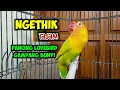 Download Lagu SUARA BURUNG LOVEBIRD NGETIK TAJAM LANJUT NGEKEK PANJANG PANCING EMOSI, LABET JADI GAMPANG BUNYI