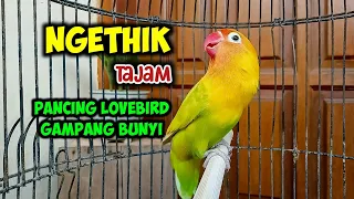 suara burung lovebird ngetik tajam lanjut ngekek panjang pancing emosi labet jadi gampang bunyi