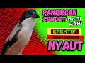 Download Lagu PANCINGAN CENDET PAGI HARI❗ CENDET DIAM PASTI NYAUT DENGAR SUARA BEGINI❗❗