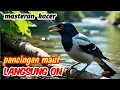 Download Lagu “Masteran Kacer Gacor Full Isian Tembakan Tajam