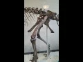 New Dinosaur Classification With Paleontologist Danny Barta
