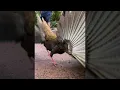 Download Lagu Female Pheasant Not Impressed by Mating Dance || ViralHog