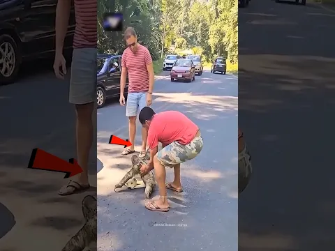 Sloth separated from its mother 😱