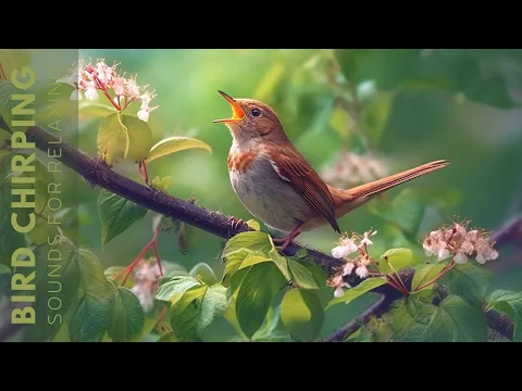 Download MP3 Birds Singing - Relaxing Bird Sounds Heal Stress, Anxiety and Depression, Heal The Mind