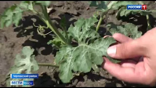 Крупнейший в Омской области ягодный плодопитомник под угрозой разорения