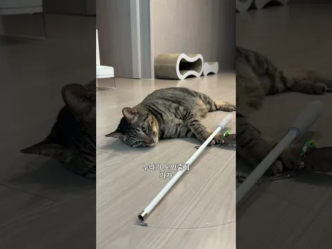 낚시왕🎣이 된 우리집 고양이