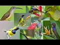 Download Lagu Suara pikat burung kombinasi pijantung,sogon,pleci,kolibri
