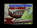 Download Lagu Masteran cililin suara asli hutan~suara jernih ~ Masteran Kicau Alam