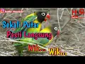 Download Lagu Suara pancingan agar lovebird cepat kawin ~ hobby dan rejeki