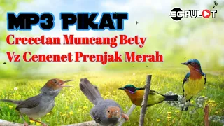 Download Kolibri Wulung Bety Ribut Kombinasi Cenenet Prenjak Merah Khas Pikat MP3