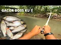 Download Lagu SIAPA SANGKA SPOT SEBAGUS INI ..!! IKAN NYA DI AIR DANGKAL 
