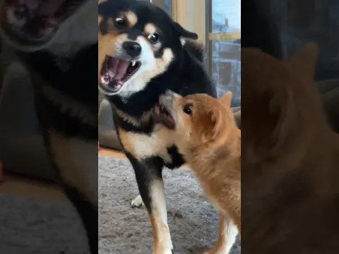 Having a younger sibling is exhausting