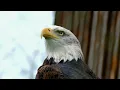 Download Lagu suara burung elang // eagle sound