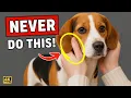 Download Lagu 9 dingen die uw hond emotioneel pijn doen (99% van de hondenbezitters doet dit onbewust)