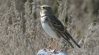 صوت المطوق التركي 