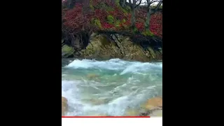 إلي مضيع ذهب سعدون جابر 