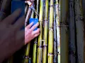 Download Lagu ​Is this bamboo...or something else?