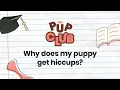 Why Does My Puppy Get Hiccups Vet Explains Causes Solutions