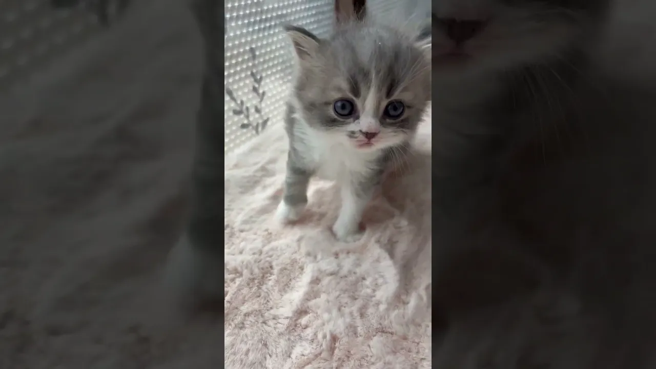 動画