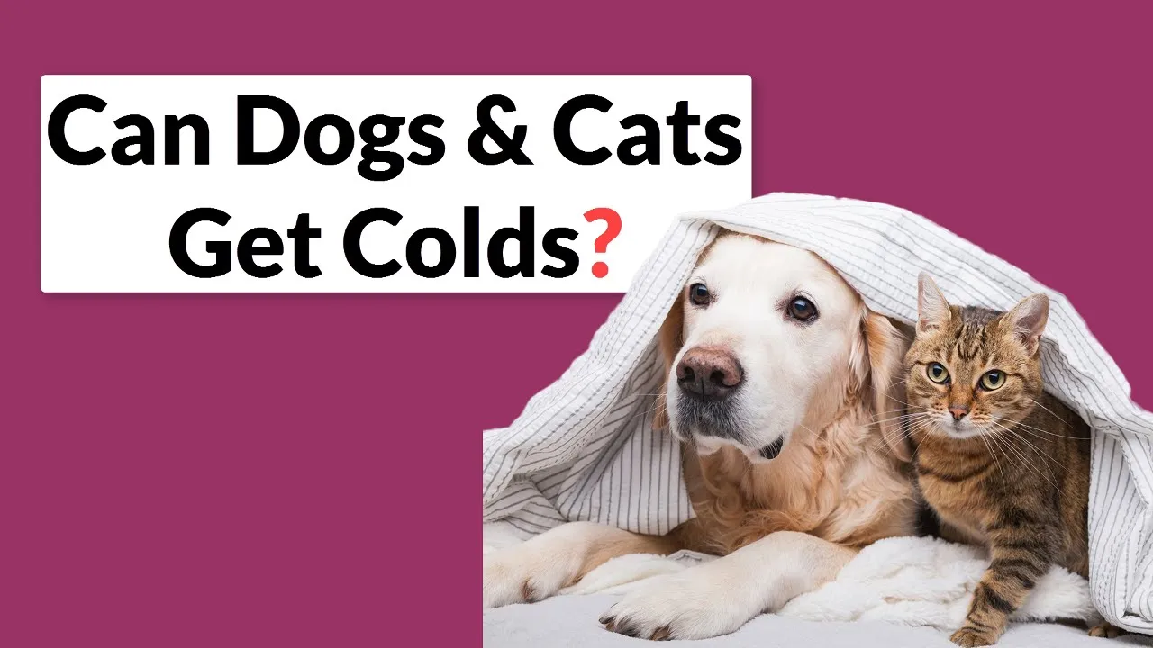 Outline Video Does My Pet Have a Cold? How to Know and What to Do?