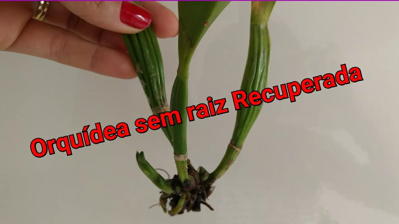 ORQUÍDEA SEM RAIZ: COMO SALVAR