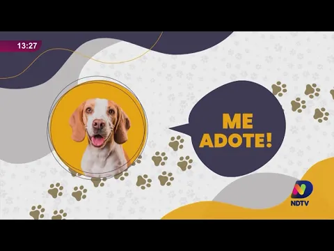Encontre seu novo melhor amigo: Animais para adoção no 'Me Adote'