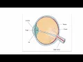 Vision Visual Processing Explained How We See The Psychology Lab