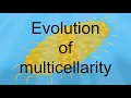 Life of Reccembra - Evolution of multicellularity