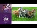 ElixirConf 2017 - Realtime Vehicle Tracking with Elixir and Phoenix
