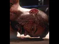 Boyka Destroy The Boss💀 | Yuri Boyka Edit | MENTE MÁ (Ultra Slowed)