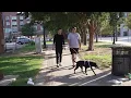 Downtown Tulsa getting new public dog parks to serve growing pet population