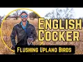 English Cocker - Flushing Upland Birds Introduction