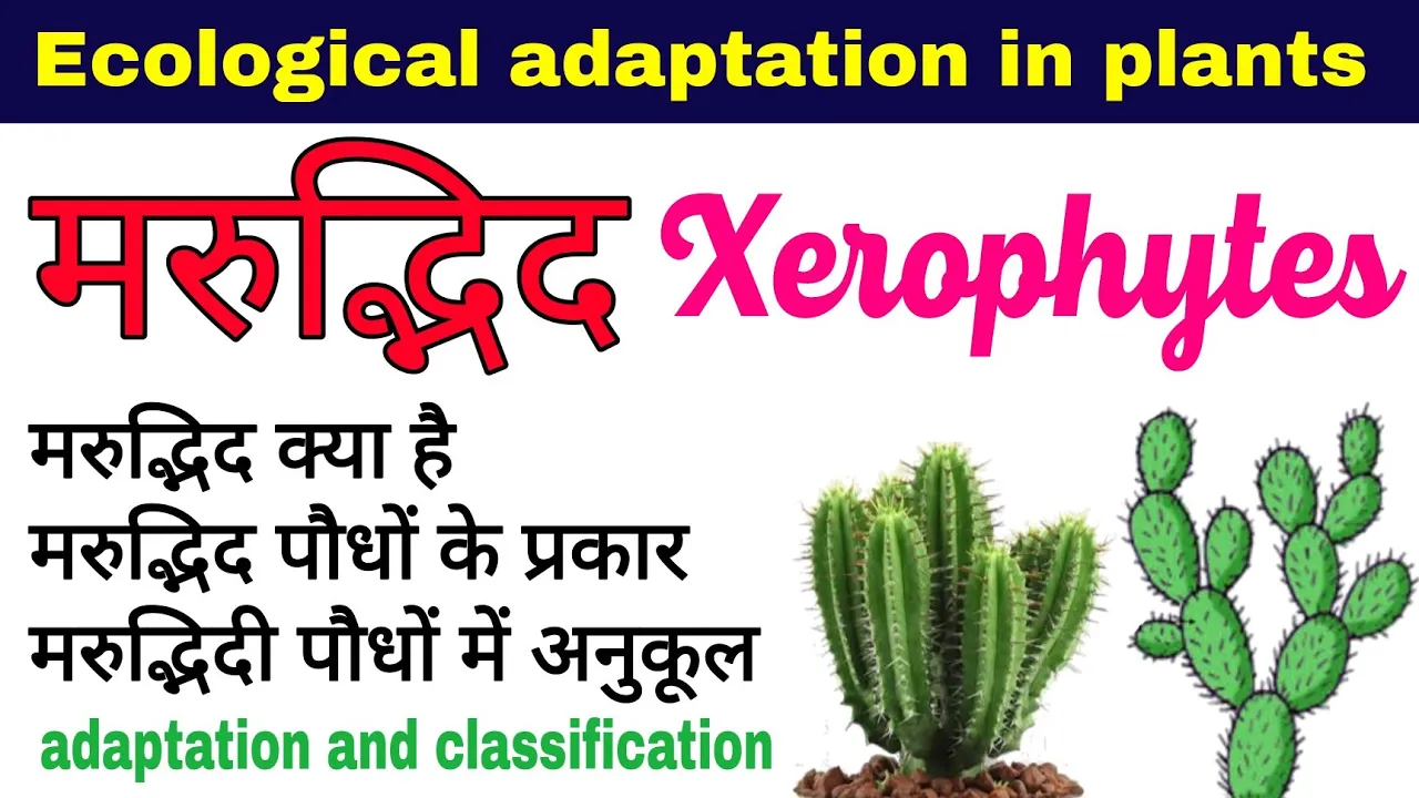 मरुद्भिद पौधे | xerophytic plants in hindi | classification of xerophytes | adaptation in plants